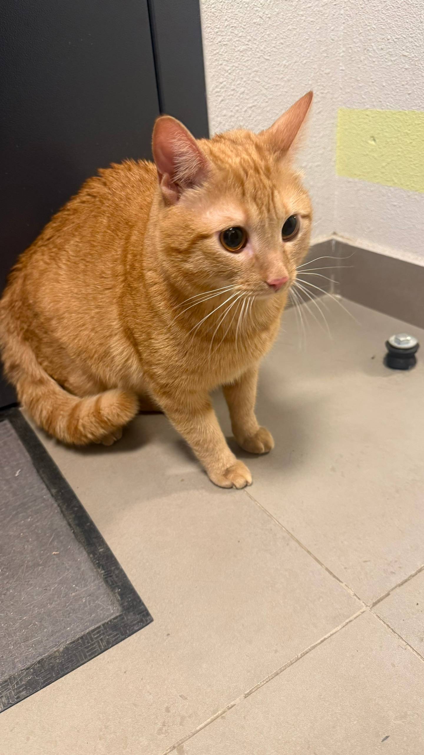 Найден кот, Муринская дорога