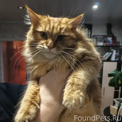 Пропал кот Томас, район старой церкви