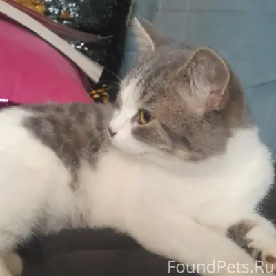 Пропала кошка Мадам, Московский район