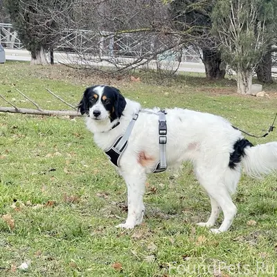Найденна собака, найдена между проспектом Победы и Горпищенко