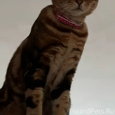 Пропала бенгальская кошка Шанель, Ялта