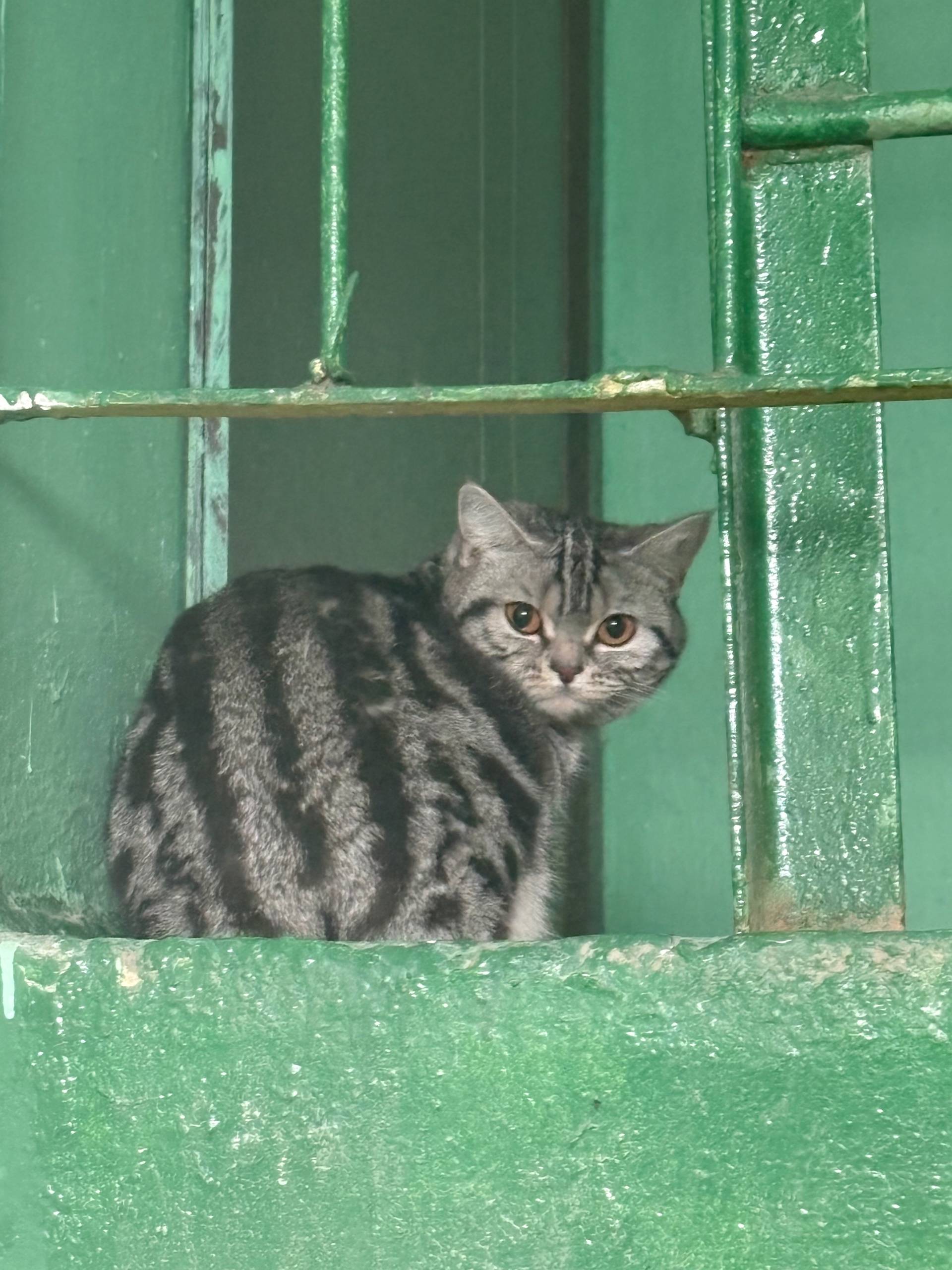 Найдена кошка, Красноуральск, район Чонгар