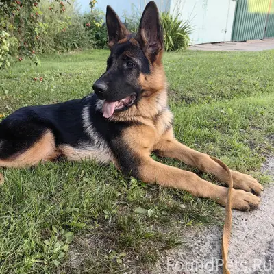 Пропала Немецкая овчарка Урма, посёлок Добрятино