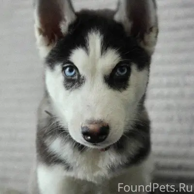 Пропала хаски Майя, 5 мкр.