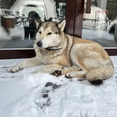 Найден пёс, 44-квартал 10