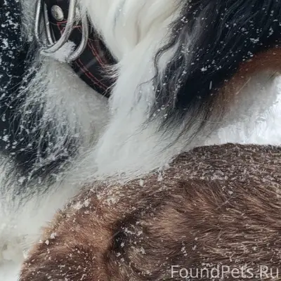 Пропала собака, находится на площади Геологов 3