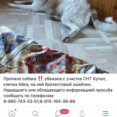 Пропала собака, район нового городка