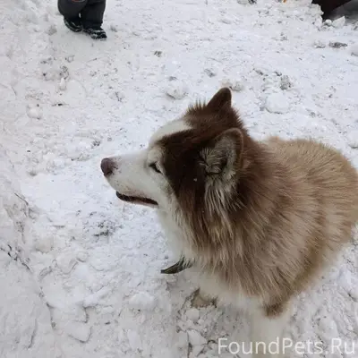 Найден хаски, Тула, ул. Ложевая