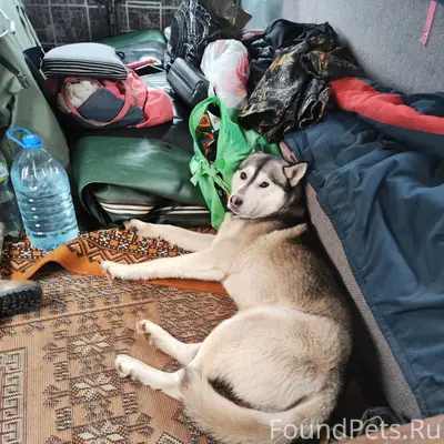 Найден пёс Рем