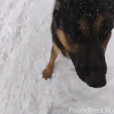 Найден кобелёк-овчарка, сквер, бульварная, улица Щепкина