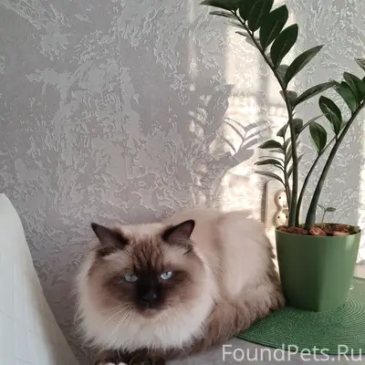 Найден кот/кошка, улица Суздальская