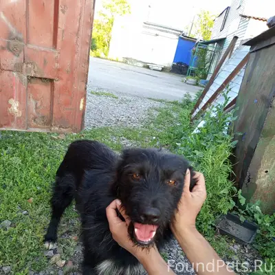 Пропал пёс Тобик, контактный и болтливый