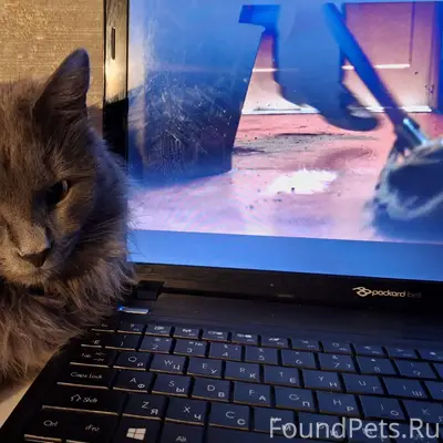 Пропал кот, район бульвара Ивана Финютина