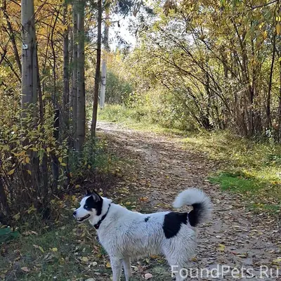 Пропал пёс Арчи, район пересечения улиц Гастелло и Титова