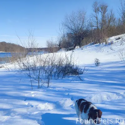 Найден спаниель, Воронеж, микрорайон Тенистый