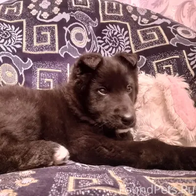 Найден щенок, Верхнее Калино