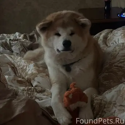 Пропал пёс Юдай, улица 1-я заводская