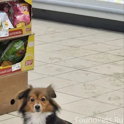 Найден метис, без клички, ул. Н.Отрады