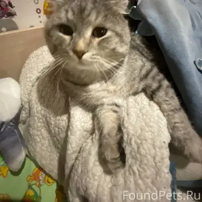 Пропал кот Сэм, улица Октябрьская