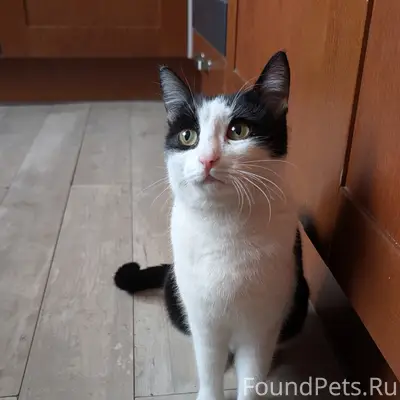 Найдена кошка, мкр Караваиха