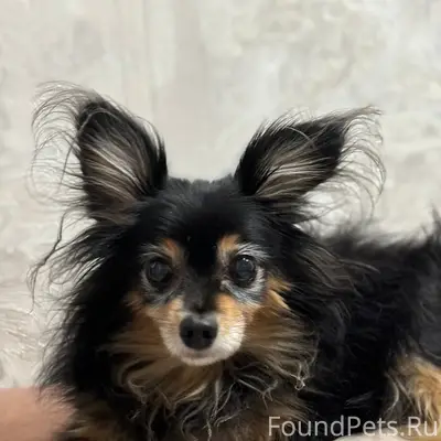 Пропал той-терьер Макс, Рыбинская 12