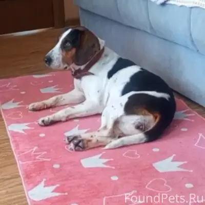 Найдена собака похожая на охотничью.