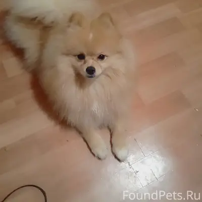 Пропала собака, Октябрьский район, Кострома