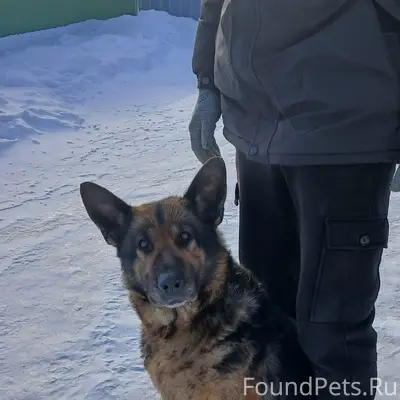 Найдена собака, р. П.Кормиловка