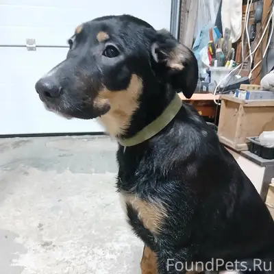 Найден щенок, трасса по ул. Железнодорожная