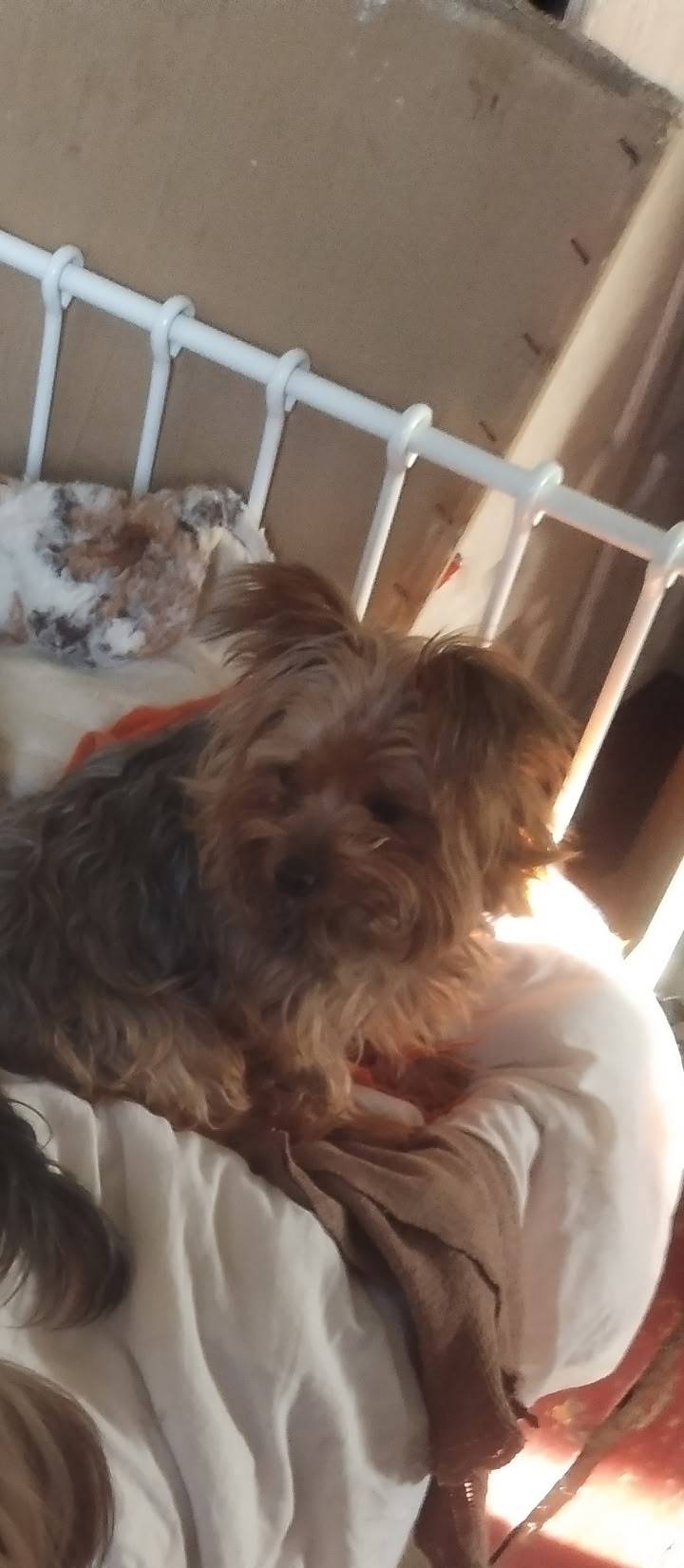 Пропал йоркширский терьер Тим, Супонево