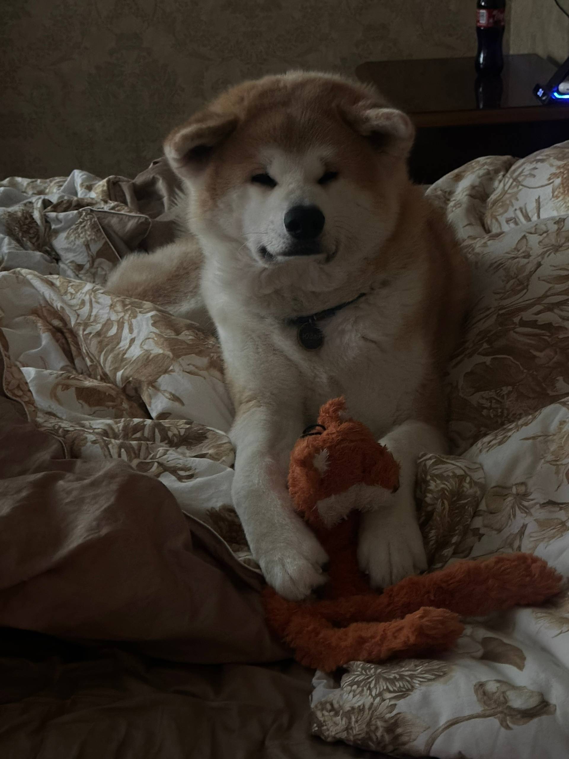 Пропал пёс Юдай, Сафоново