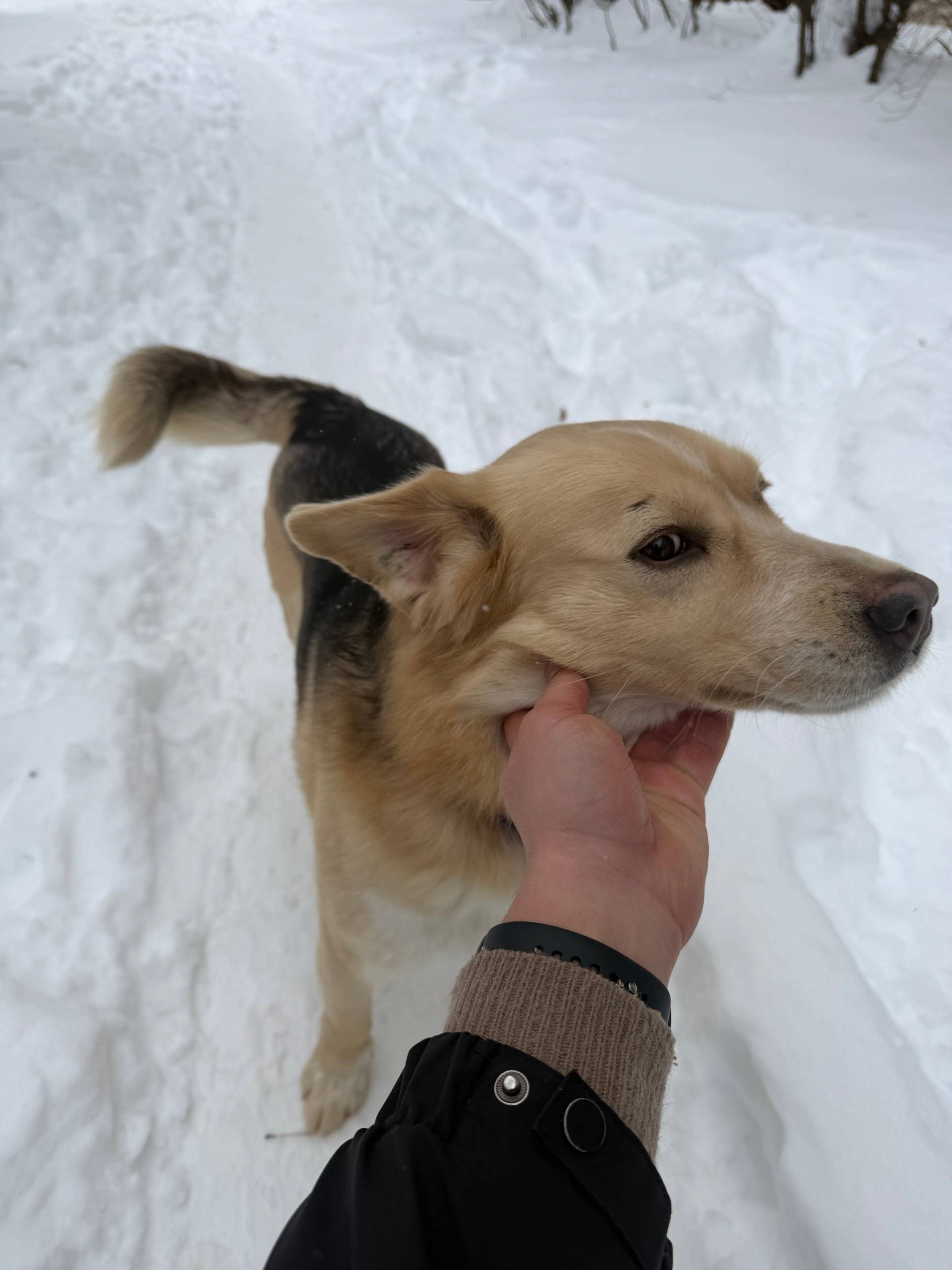 Пропала собака, Комсомольский проспект