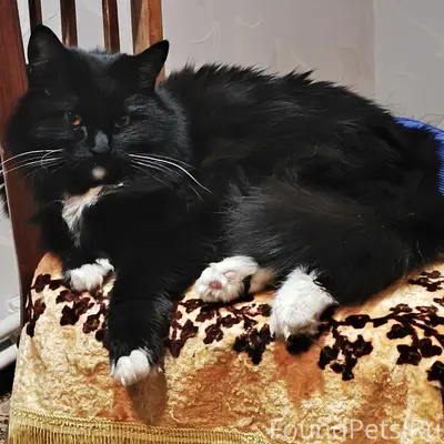 Пропала чёрная пушистая кошка, сгоревший дом