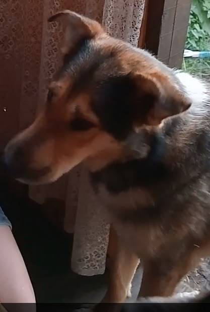 Пропал кобель Самсон, Московский район