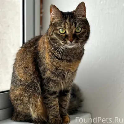 Пропала кошка Боня, улица Учительская