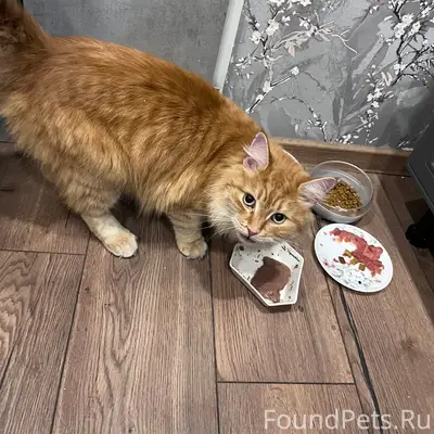 Найден кот, Анохина 37