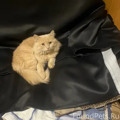 Пропал кот Борис, район пятой