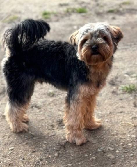 Пропал терьер Ричи