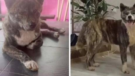 Пропали Акита-ину и метис Акиты, Фуджи и Ичи, район парка