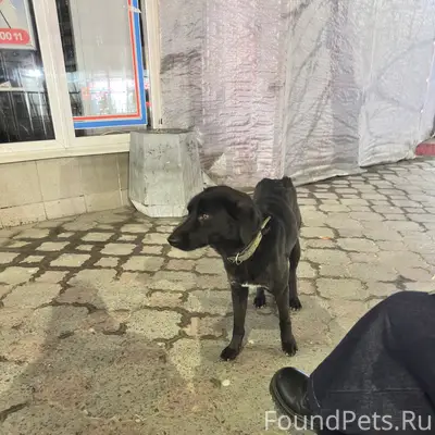 Найден щенок с ошейником, Симферополь