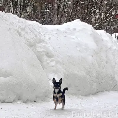 Найден пёс, улица Чернышевского