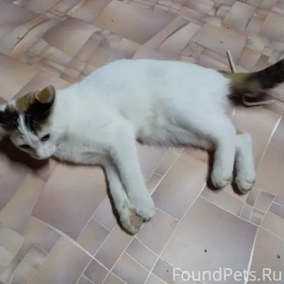 Пропала кошка,