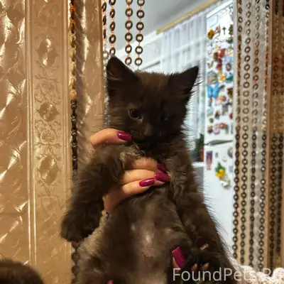 Пропал котёнок, улица Бударагина