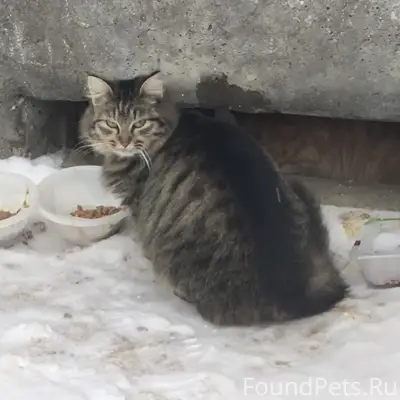 Найден кот, район 36 школы, улица Димитрова