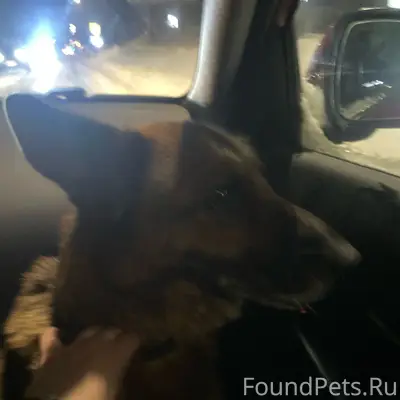 Найдена собака Герда, Зеленодольск