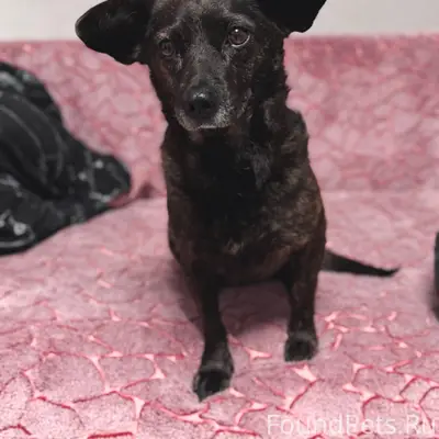 Пропала собака Ириска, город Ишимбай