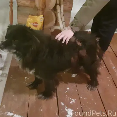 Найденна собака, г. Бор