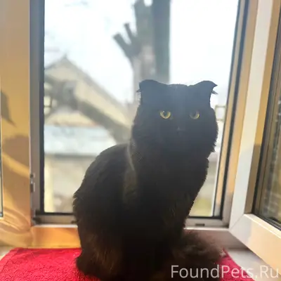 Пропал вислоухий кот Прайд, Заводской район