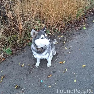 Пропала хаска джесси, район 17 школы