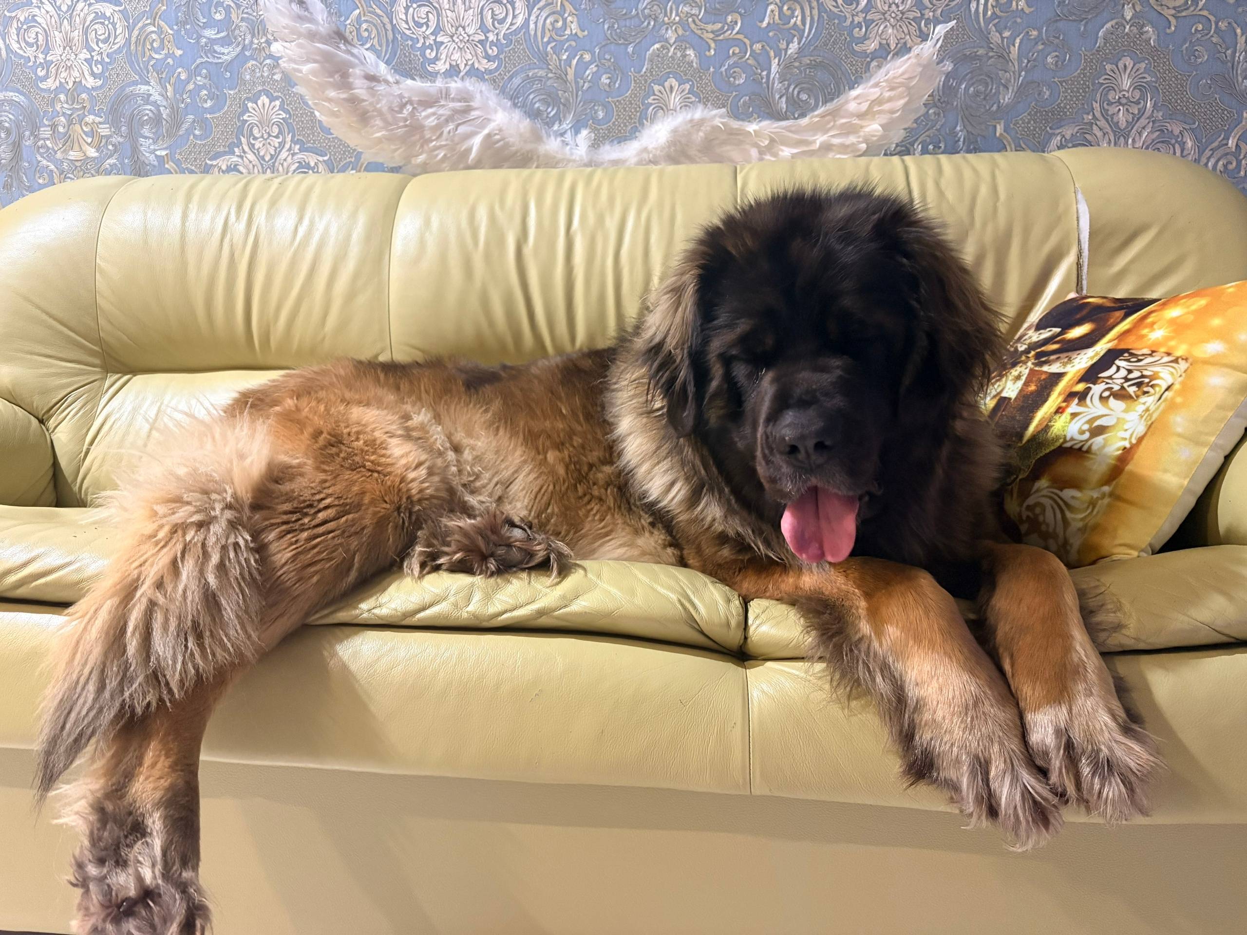 Пропала Леонбергер Хэйли, Наро-Фоминский район